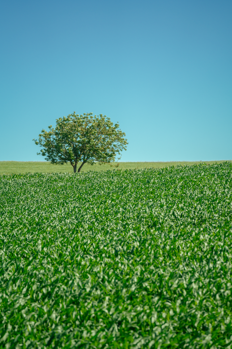 Lonely Leaves