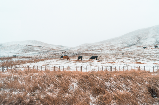 Winter Plains